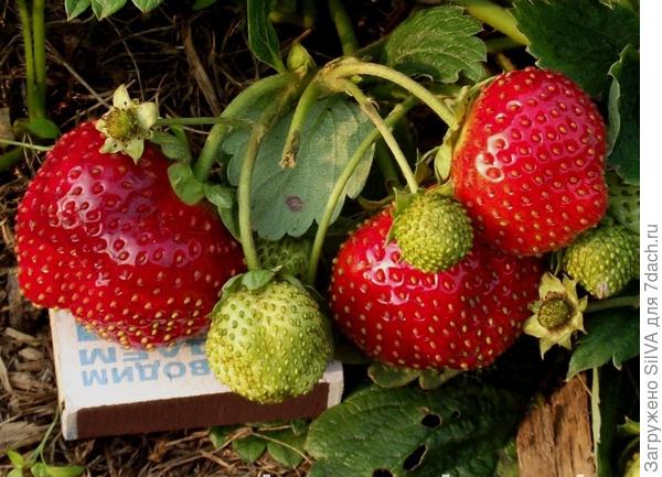 12 лучших сортов ремонтантной клубники — народный рейтинг