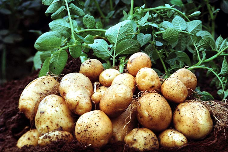 12 лучших удобрений для картофеля — народный рейтинг