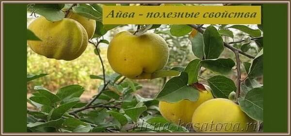 Айва: полезные свойства плодов, листьев, употребление при похудении, грудном вскармливании, применение в косметологии, противопоказания