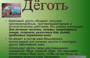 Березовый деготь от колорадского жука и проволочника