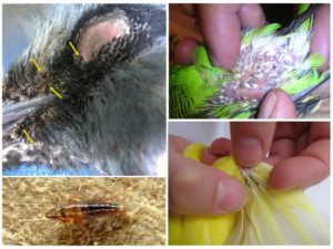 Блохи у волнистых попугаев
