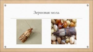 Боится ли моль мороза и холода