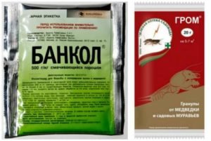 Борьба с медведкой в теплице