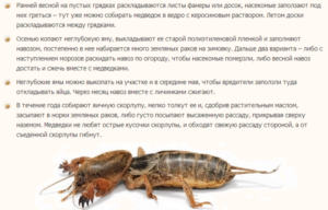 Борьба с медведкой весной горохом
