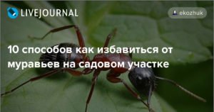 Борная кислота против тли