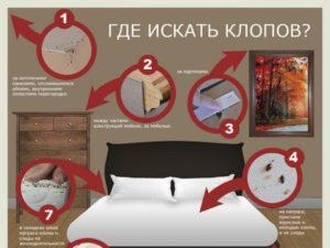 Чем и как травить клопов в домашних условиях