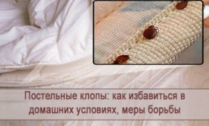 Чем и как убить постельных клопов
