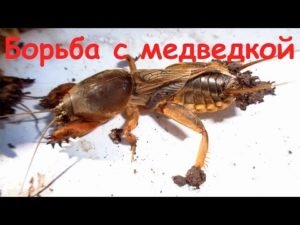 Чем и как вывести медведку с огорода