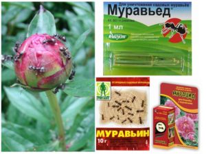Чем обработать пионы от муравьев, народные средства