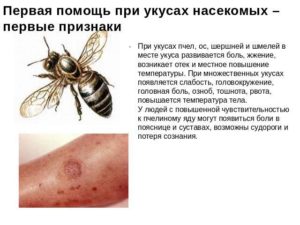 Чем опасен шершень для человека