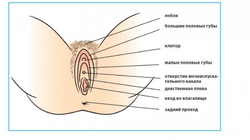 Чем опасны шарики на половой губе, причины их появления