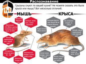 Чем отличается мышь от крысы