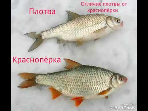 Чем отличается плотва от красноперки