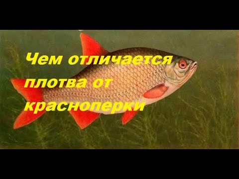 Чем отличается плотва от красноперки