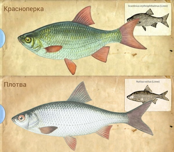 Чем отличается плотва от красноперки
