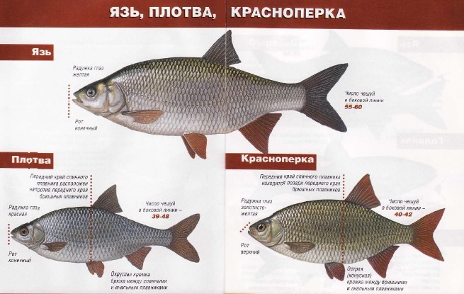Чем отличается плотва от красноперки