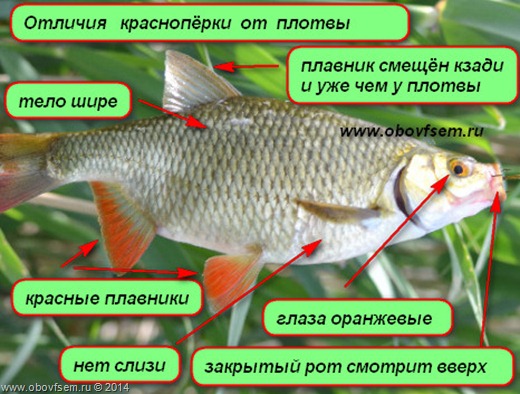 Чем отличается плотва от красноперки