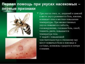 Чем отличается шершень от осы