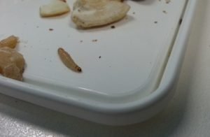 Что делать если в сухофруктах завелась моль