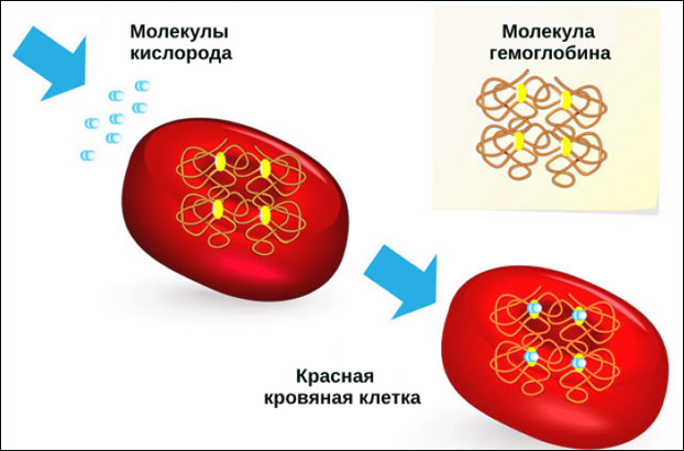 Что такое гемоглобин интересные факты