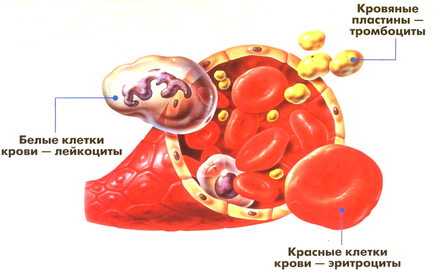 Что такое гемоглобин интересные факты