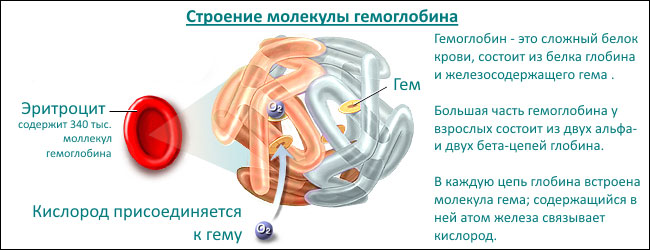 Что такое гемоглобин интересные факты
