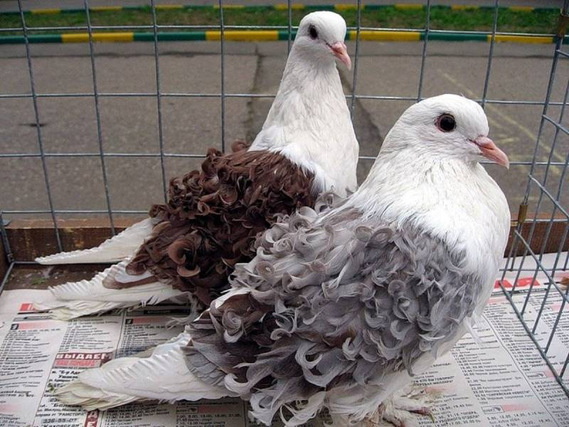 Домашние голуби: содержание и разведение