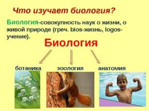 Домовые мыши