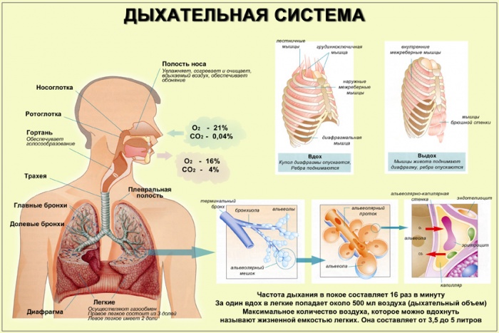 Дыхательная система человека