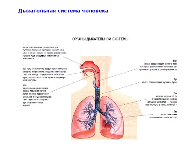Дыхательная система человека