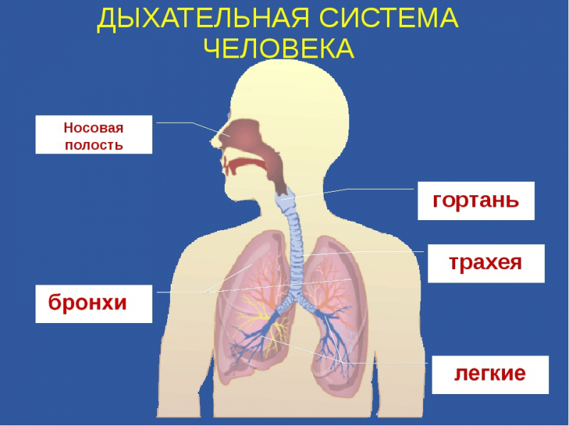 Дыхательная система человека