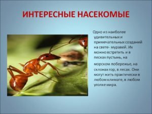 Едят ли тараканы клопов