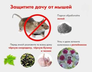 Эффективные средства от грызунов