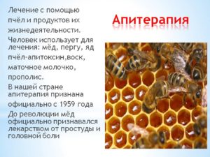 Есть ли мед у шмелей