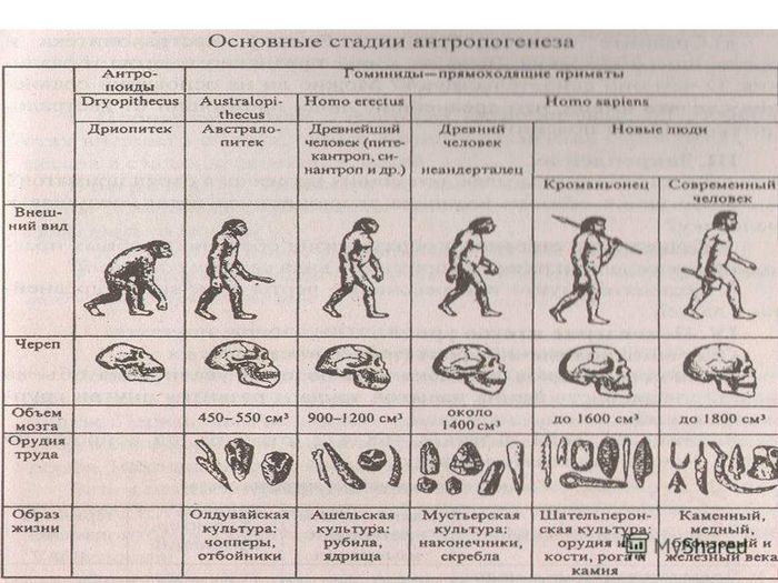 Эволюция человека – древний человек и этапы развития