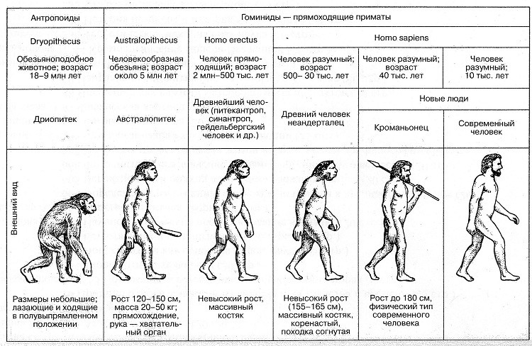 Эволюция человека – древний человек и этапы развития