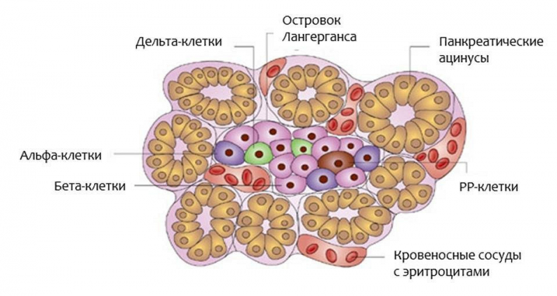 Гарвардскими специалистами создана искусственная поджелудочная железа