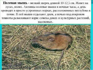 Где живут мыши