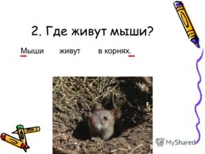 Где живут мыши
