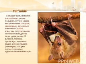 Где живут мыши