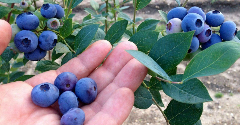 Голубика элизабет: описание, фото сорта, видео, отзывы