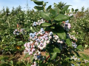 Голубика нельсон: описание, фото сорта, отзывы