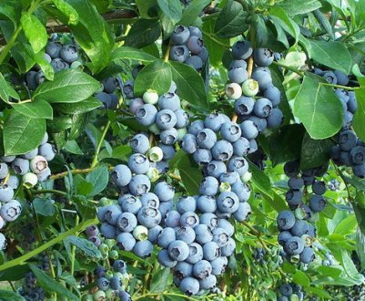 Голубика нортланд: описание и фото сорта, посадка, уход, отзывы, видео
