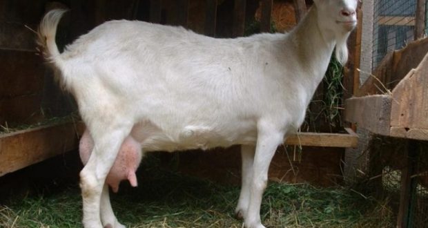 Горьковские козы – неприхотливые и продуктивные