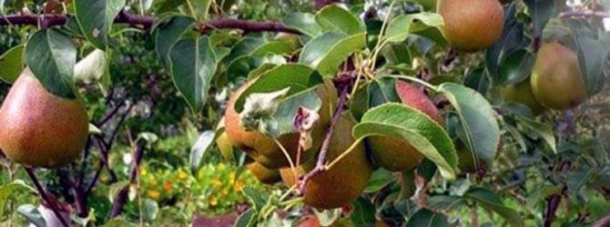 Груша чижовская: описание сорта, достоинства и недостатки, лучшие опылители, характеристика плодов, сроки и правила посадки, особенности ухода, отзывы