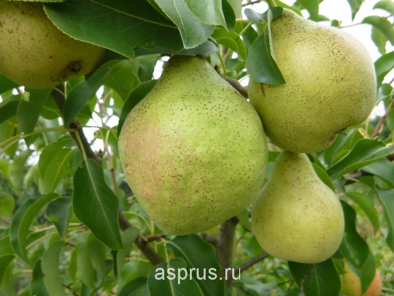 Груша кафедральная: описание сорта, характеристика плодов, особенности выращивания, режим поливов, подкормок, защита от возвратных заморозков, отзывы