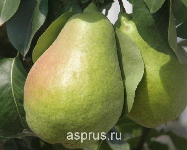 Груша нарядная ефимова: описание сорта, преимущества и недостатки, характеристика плодов, защита от плодожорки, галлицы, клещей, пилильщиков, отзывы