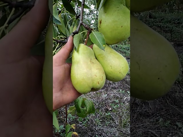 Груша прибалтийская маслянистая: описание сорта, преимущества, технология весенней, осенней посадки, подготовка к зиме, отзывы и советы
