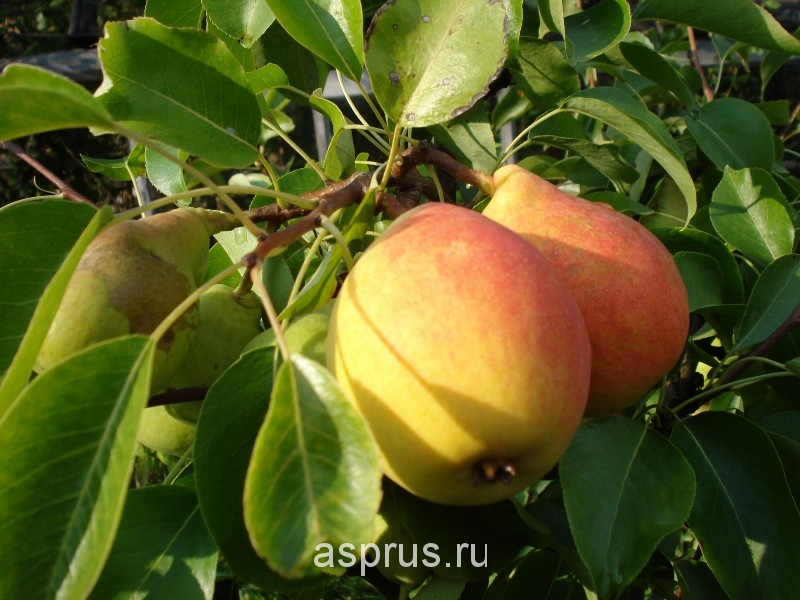 Груша сварог: описание сорта, характеристика плодов, способы защиты от грушевой плодожорки, отзывы, рекомендации по культивированию