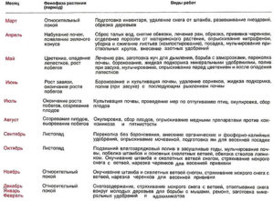 Груша вековая: описание сорта, характеристика плодов, срок созревания, профилактические мероприятия весной, сроки обрезки, правила внесения подкормок, отзывы